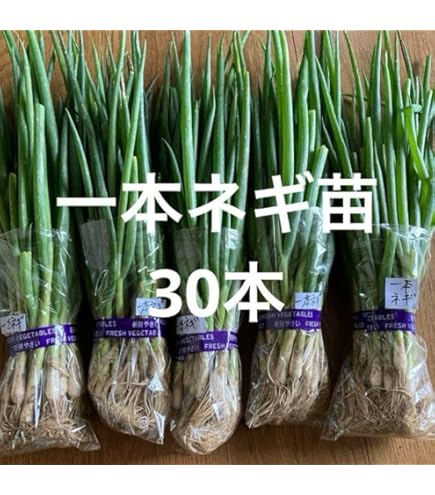 Amazon | ねぎ苗 石倉根深太 一本ネギ 50本 抜き苗 岡山県産 | 野菜